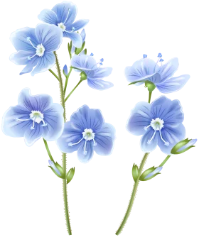 Delicate Blue Wildflower Botanical Clipart Illustration with Soft Petals