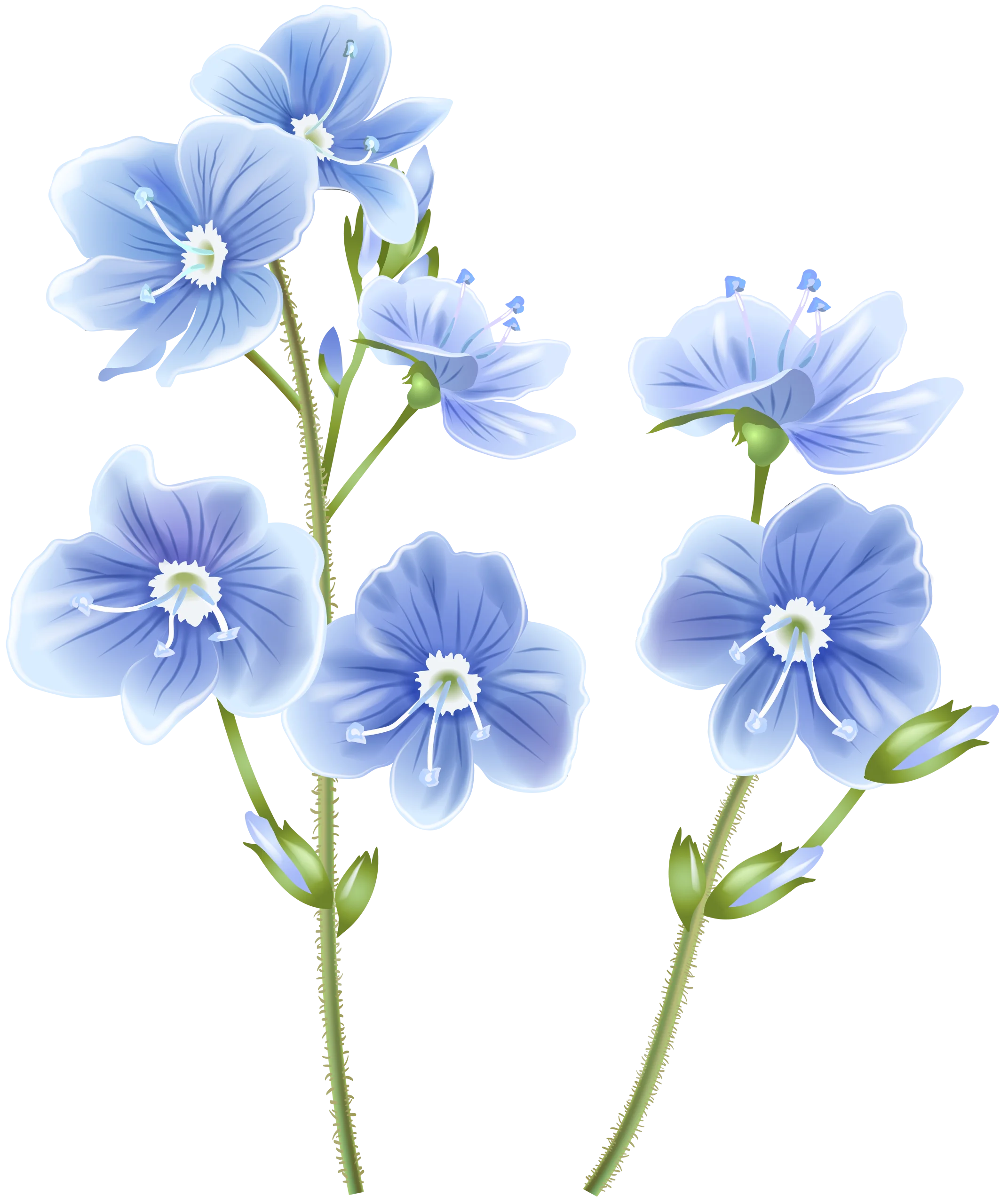 Delicate Blue Wildflower Botanical Clipart Illustration with Soft Petals