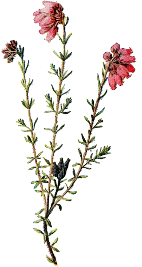 Delicate Botanical Wildflower Clipart: Vintage Botanical Illustration of Petite Blooming Flora