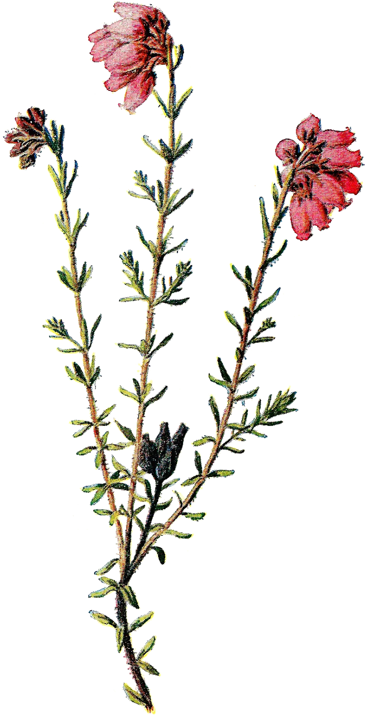 Delicate Botanical Wildflower Clipart: Vintage Botanical Illustration of Petite Blooming Flora