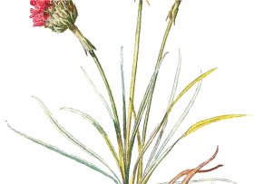 Delicate Botanical Wildflower Sketch: Elegant Botanical Clipart Illustration