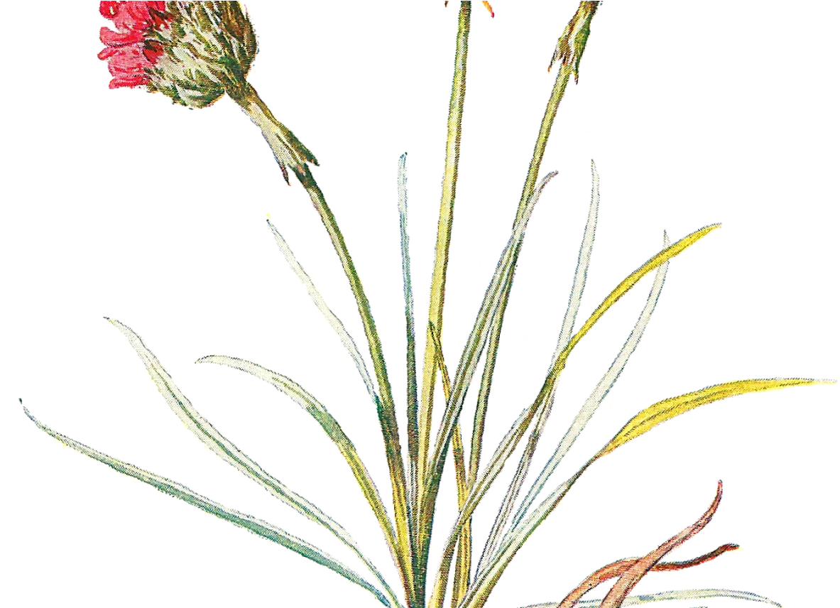 Delicate Botanical Wildflower Sketch: Elegant Botanical Clipart Illustration