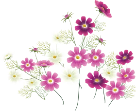 Delicate Cosmos Wildflower Botanical Clipart with Soft Pink and White Blossoms