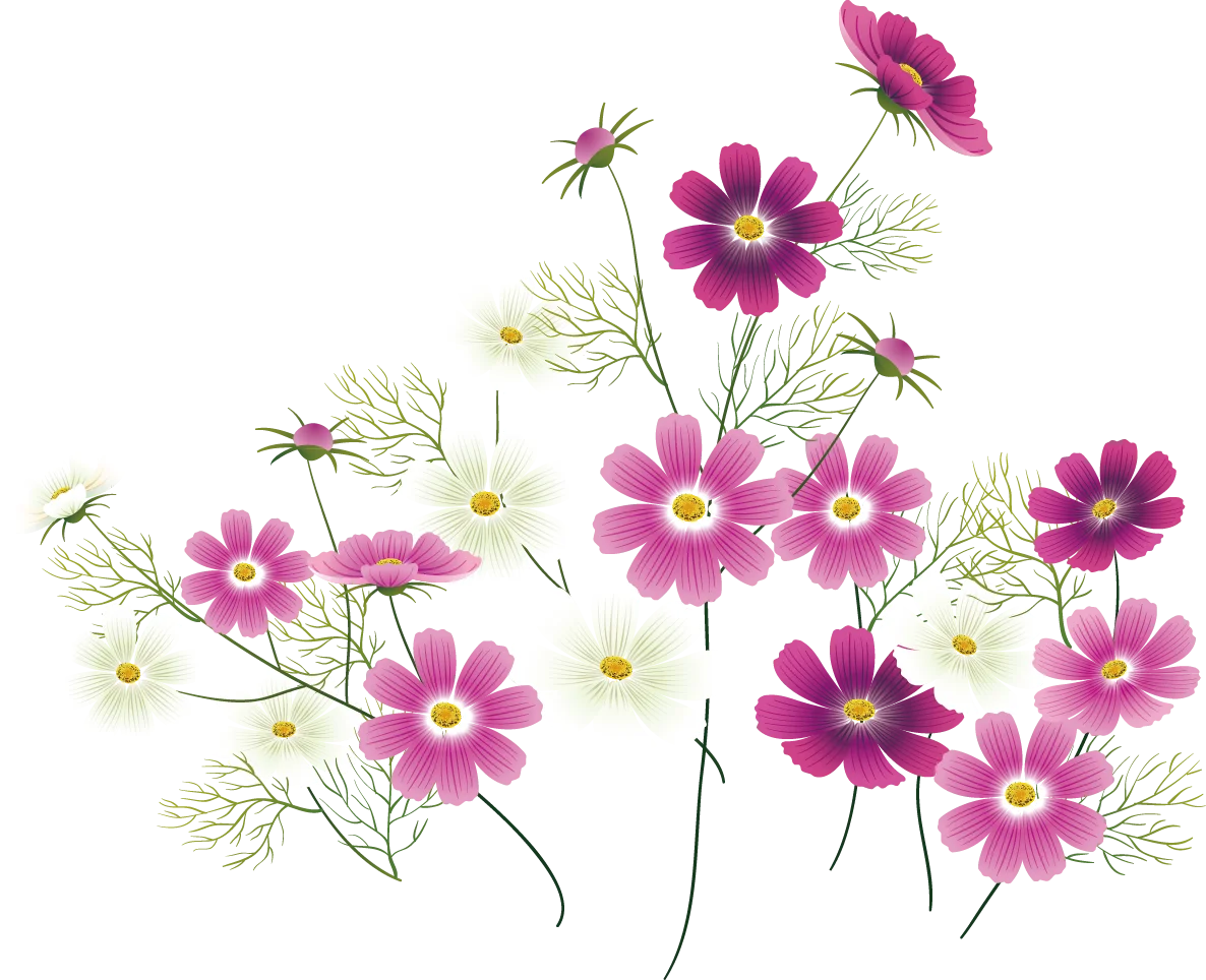 Delicate Cosmos Wildflower Botanical Clipart with Soft Pink and White Blossoms