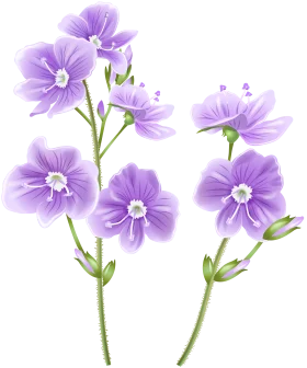 Delicate Lavender Linum Wildflower Botanical Clipart Collection