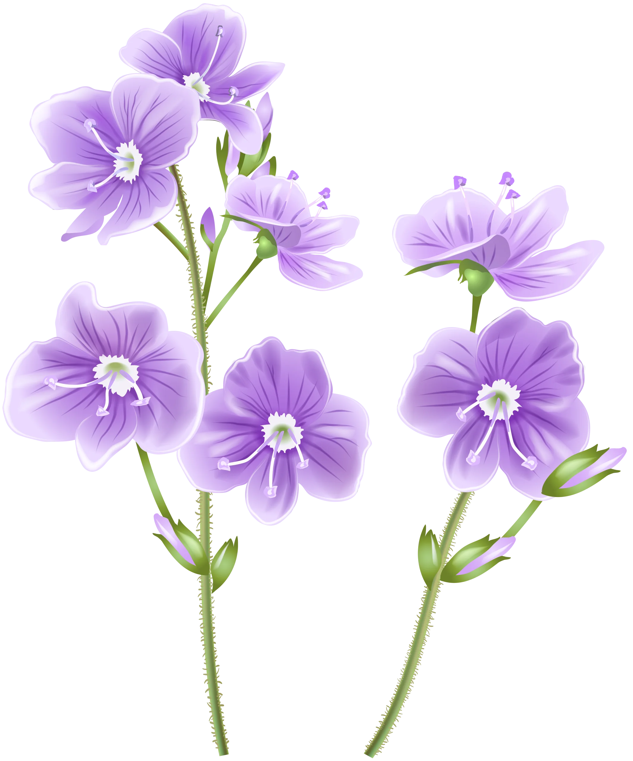 Delicate Lavender Linum Wildflower Botanical Clipart Collection