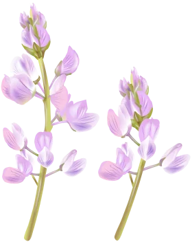 Delicate Lavender Wildflower Botanical Clipart with Soft Pastel Petals
