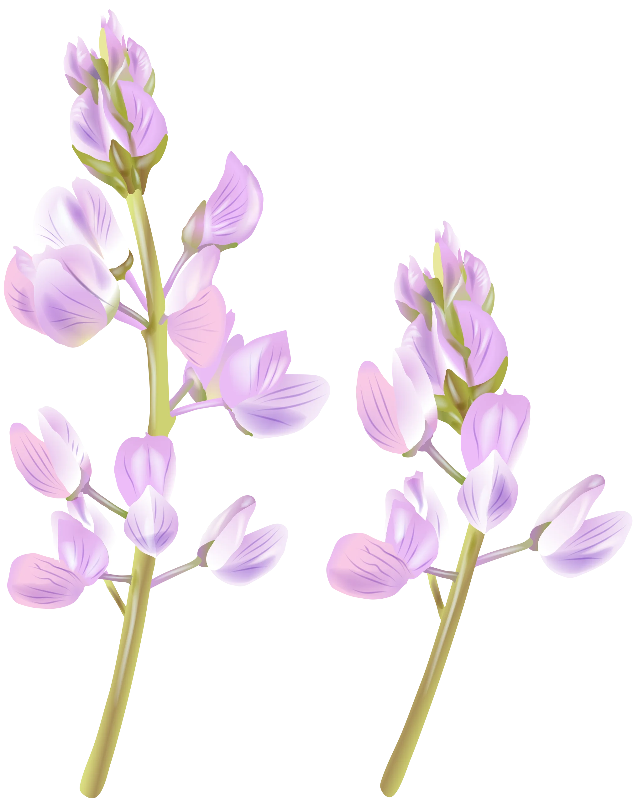 Delicate Lavender Wildflower Botanical Clipart with Soft Pastel Petals