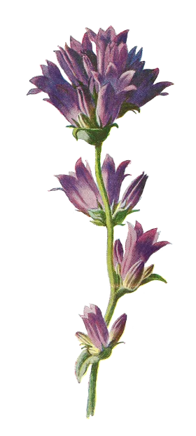 Delicate Purple Mountain Wildflower Botanical Clipart Illustration