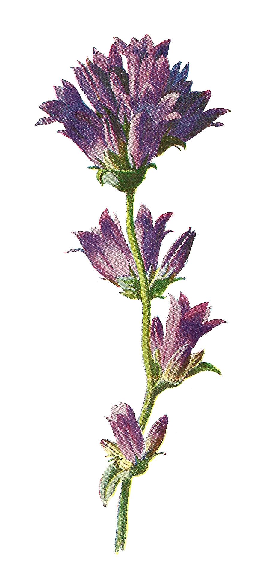 Delicate Purple Mountain Wildflower Botanical Clipart Illustration