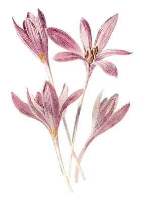 Delicate Soft Pink Wildflower Meadow Botanical Watercolor Clipart Illustration