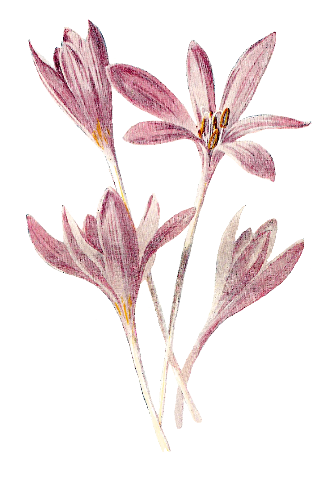 Delicate Soft Pink Wildflower Meadow Botanical Watercolor Clipart Illustration