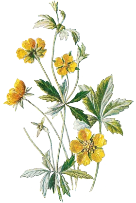 Delicate Yellow Wildflower Botanical Clipart Illustration with Soft Green Leaves