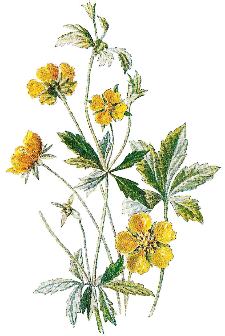 Delicate Yellow Wildflower Botanical Clipart Illustration with Soft Green Leaves