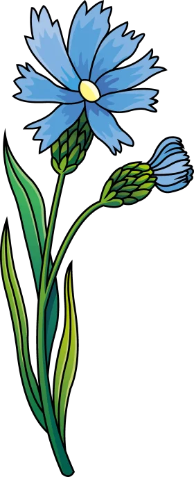 Elegant Blue Cornflower Botanical Clipart Illustration with Delicate Petals