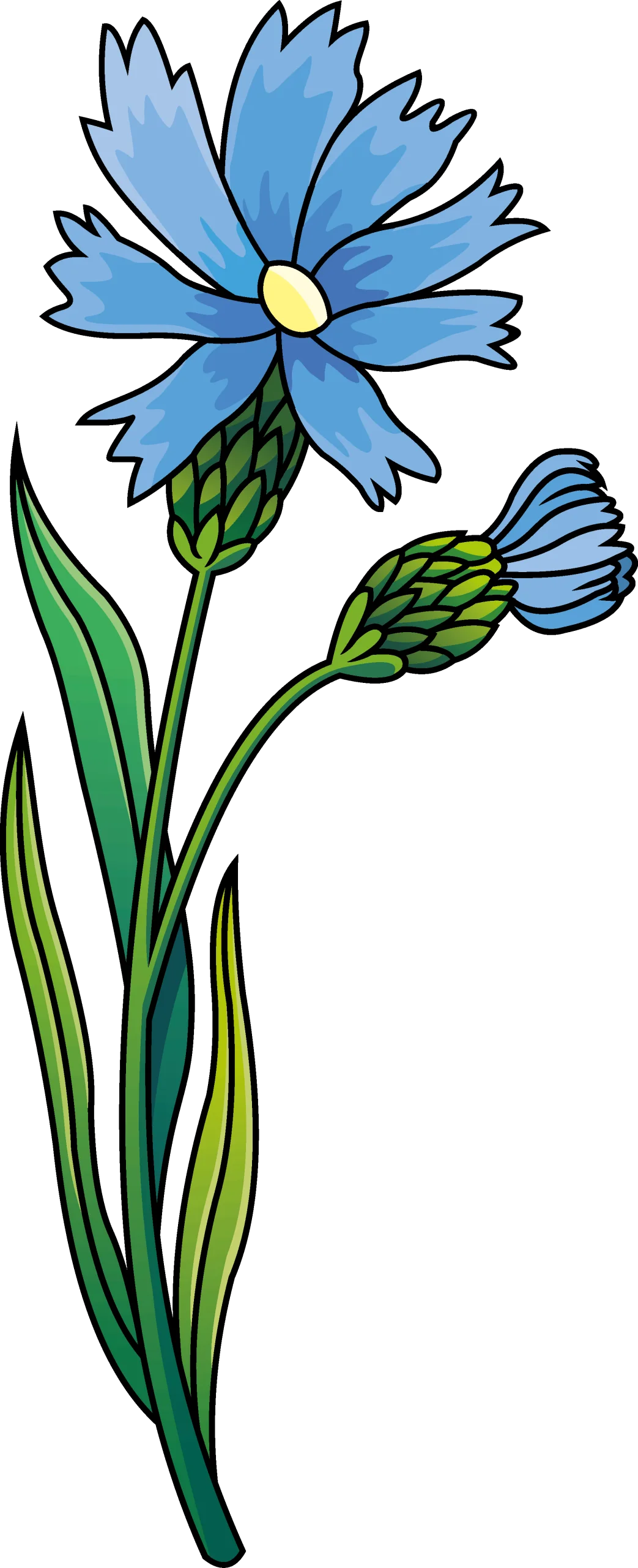 Elegant Blue Cornflower Botanical Clipart Illustration with Delicate Petals