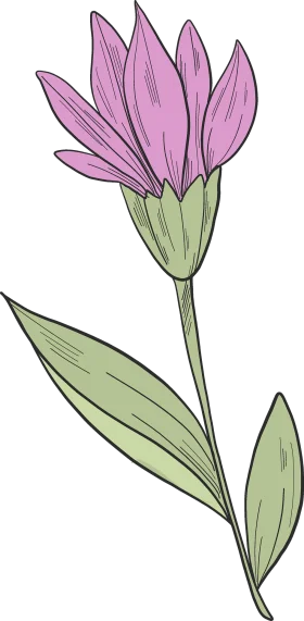 Elegant Purple Wildflower Botanical Illustration Clipart Design