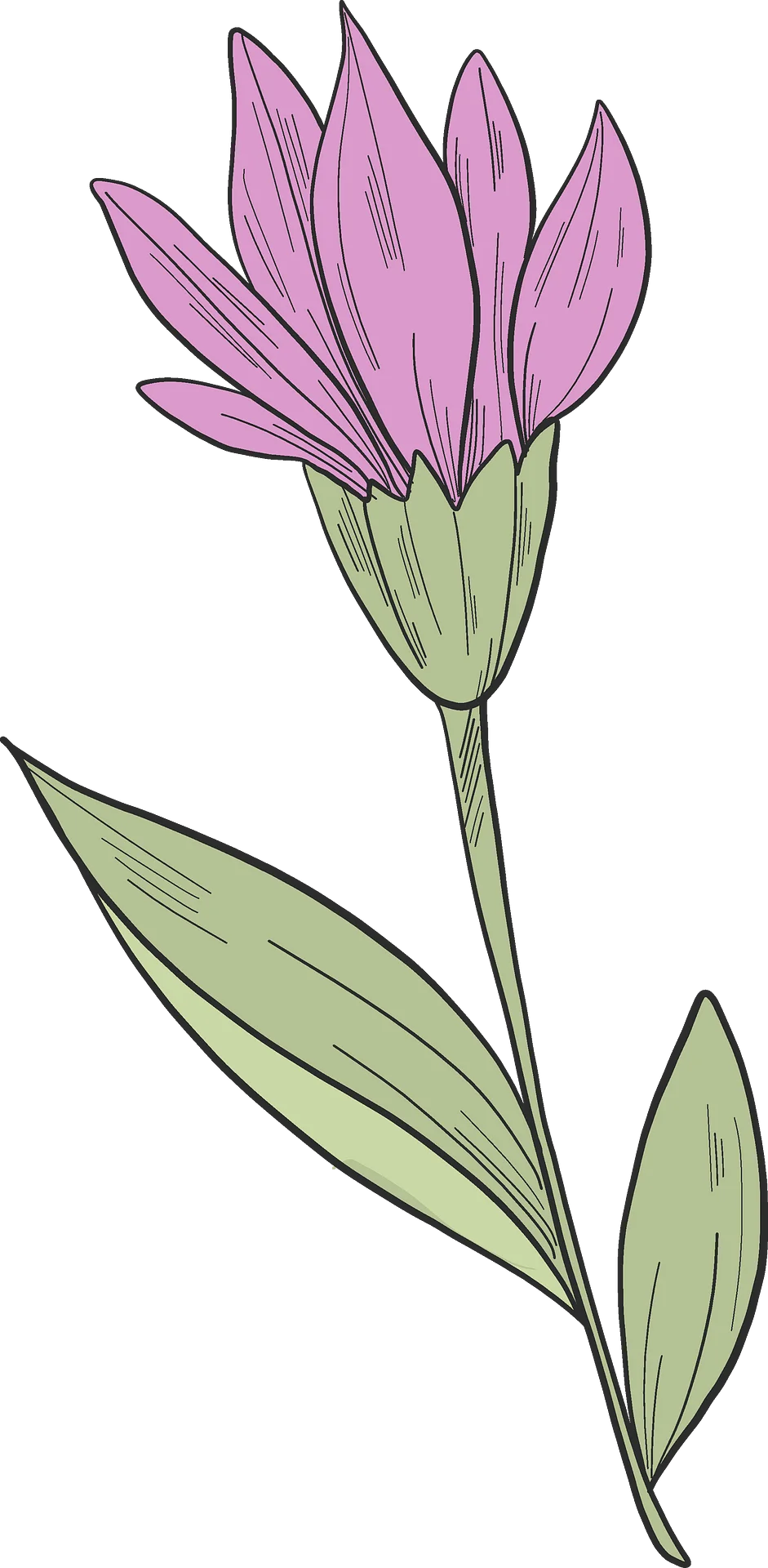 Elegant Purple Wildflower Botanical Illustration Clipart Design