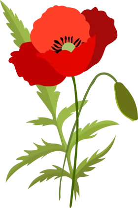 Elegant Red Poppy Wildflower Botanical Clipart Illustration with Delicate Green Leaves