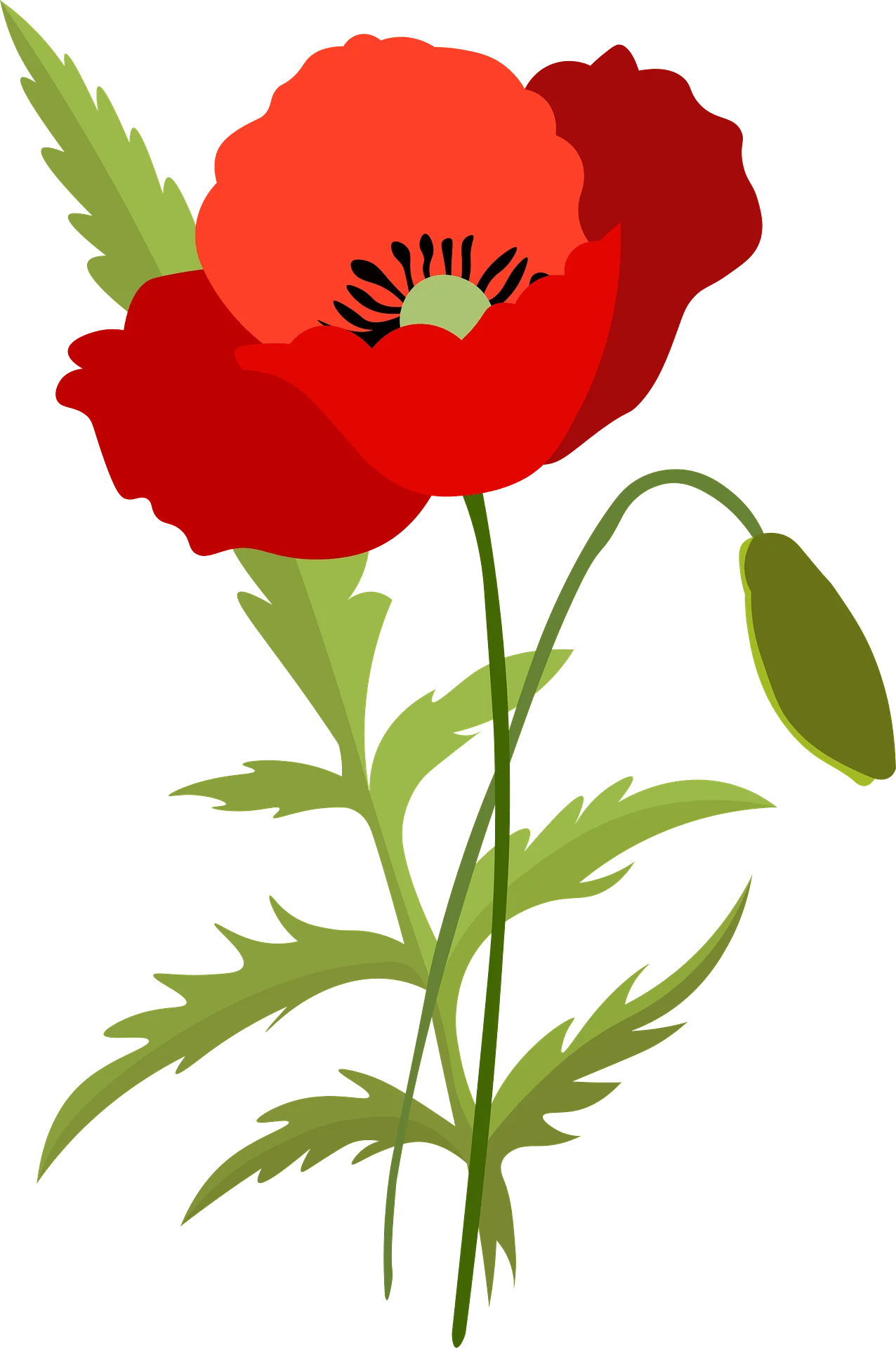 Elegant Red Poppy Wildflower Botanical Clipart Illustration with Delicate Green Leaves