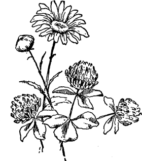 Vintage Black and White Wildflower Botanical Clipart Illustration