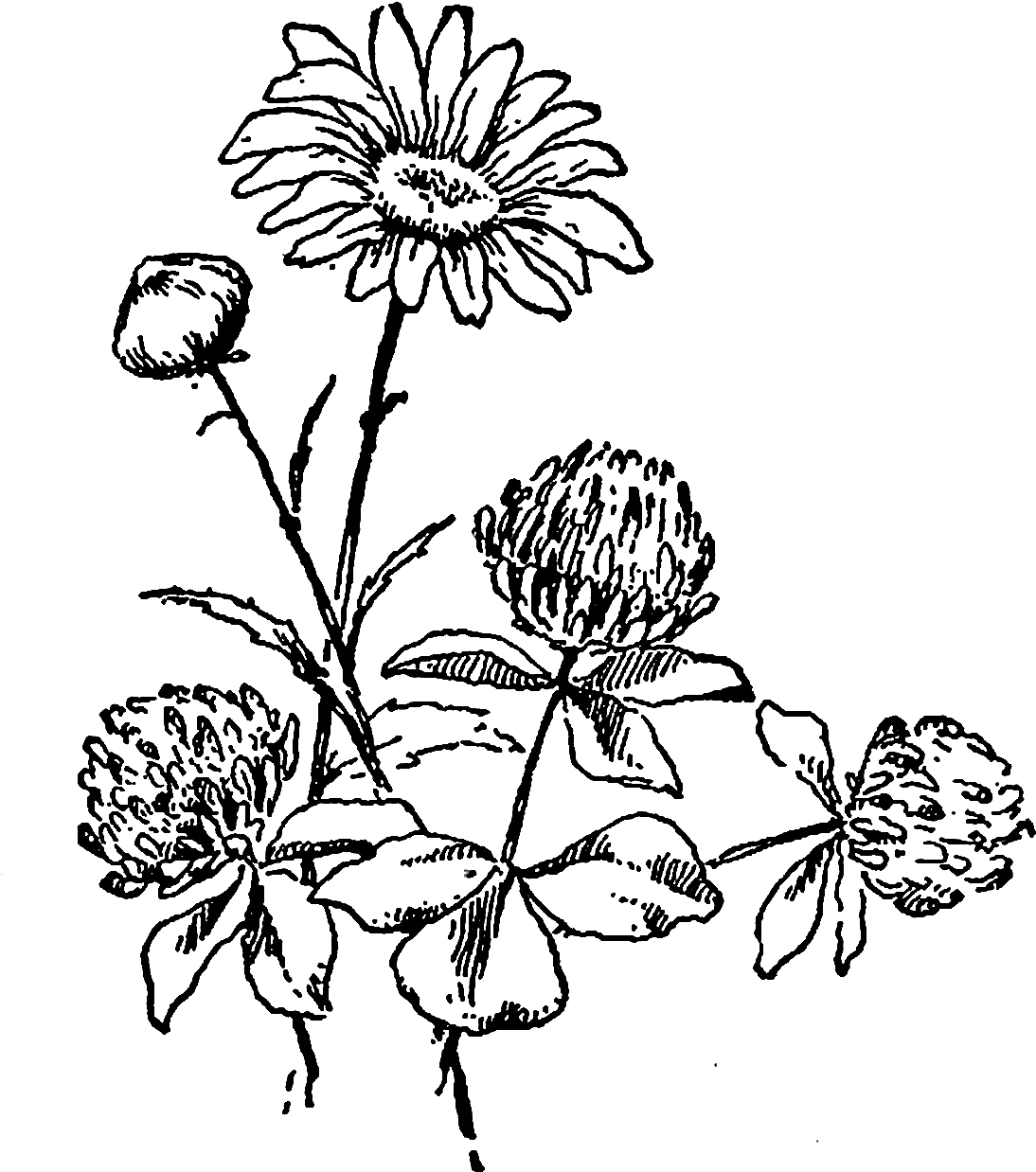 Vintage Black and White Wildflower Botanical Clipart Illustration