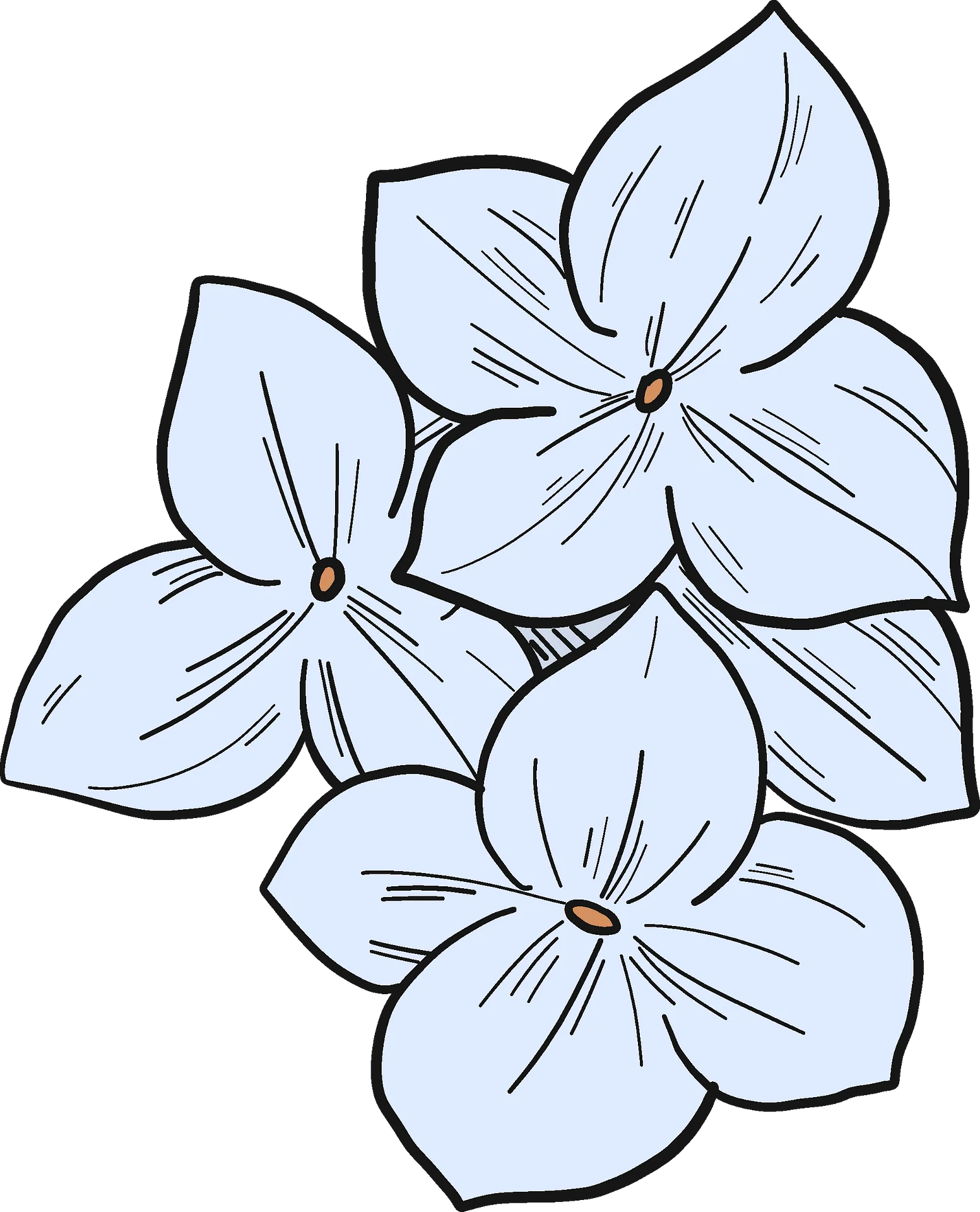 Delicate Blue and White Hydrangea Flower Outline Clipart Design