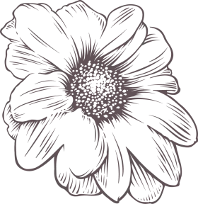Delicate Daisy Botanical Sketch: Elegant Floral Clipart Line Drawing