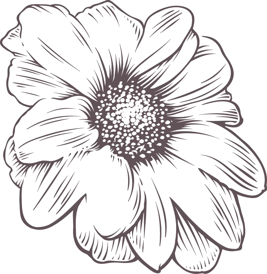 Delicate Daisy Botanical Sketch: Elegant Floral Clipart Line Drawing