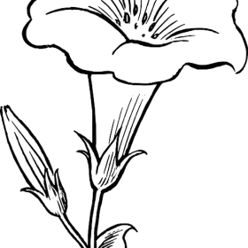 Elegant Black and White Morning Glory Flower Outline Clipart Design