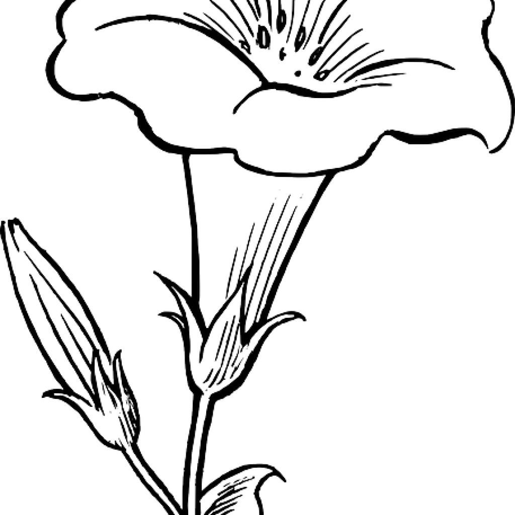 Elegant Black and White Morning Glory Flower Outline Clipart Design