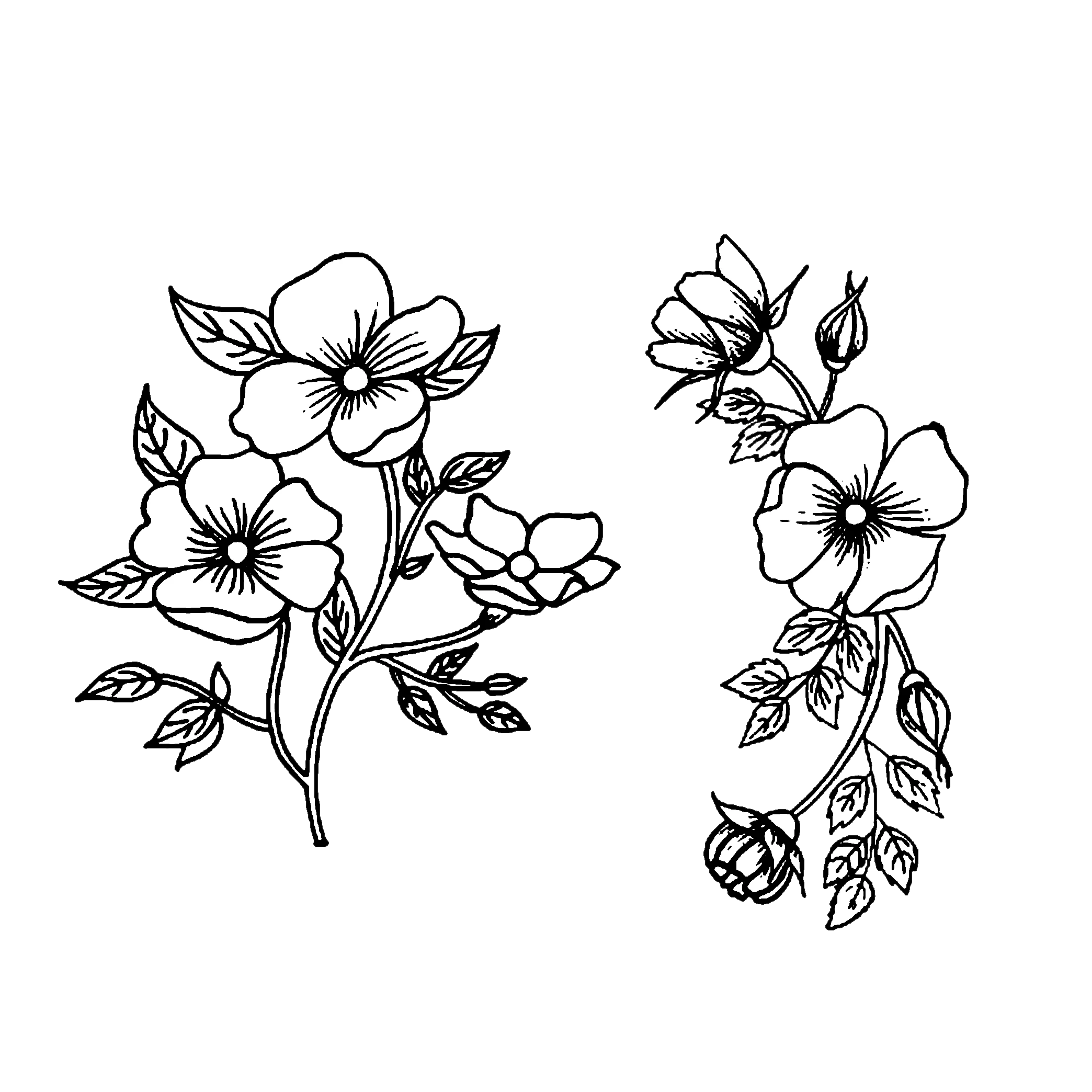 Elegantly Drawn Black and White Botanical Flower Clipart with Delicate Blossoms