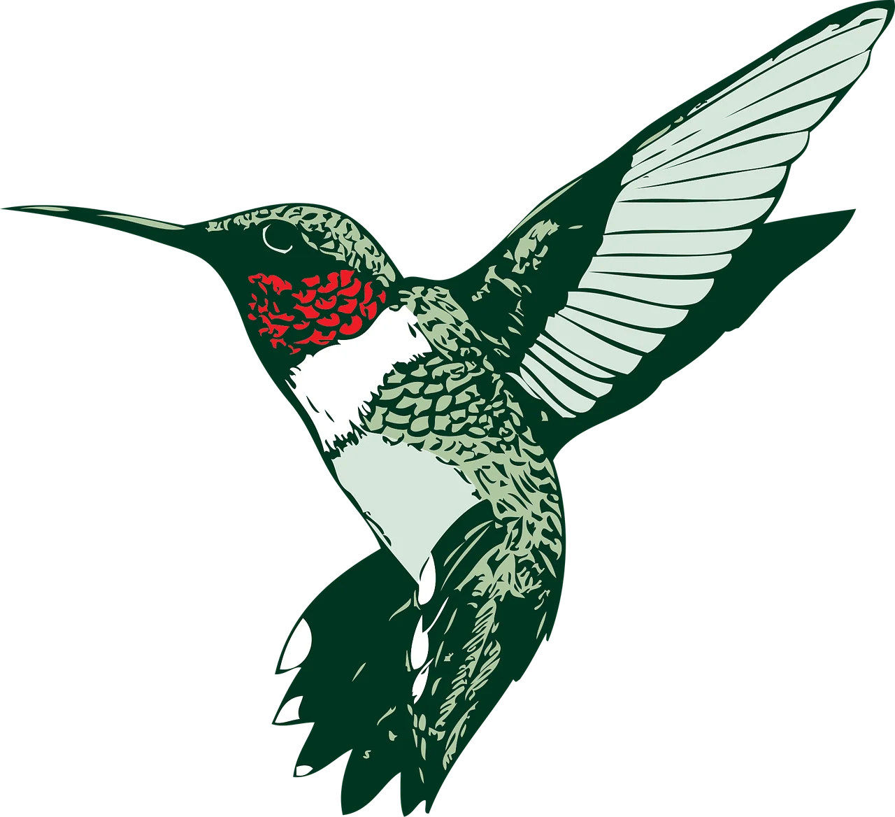 Elegant Green and White Hummingbird Detailed Clipart Illustration Design