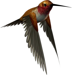Elegant Hummingbird Clipart Illustration - Detailed Flight Pose Rendering