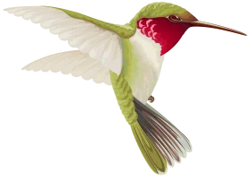 Elegant Ruby-Throated Hummingbird Clipart with Delicate Wing Details