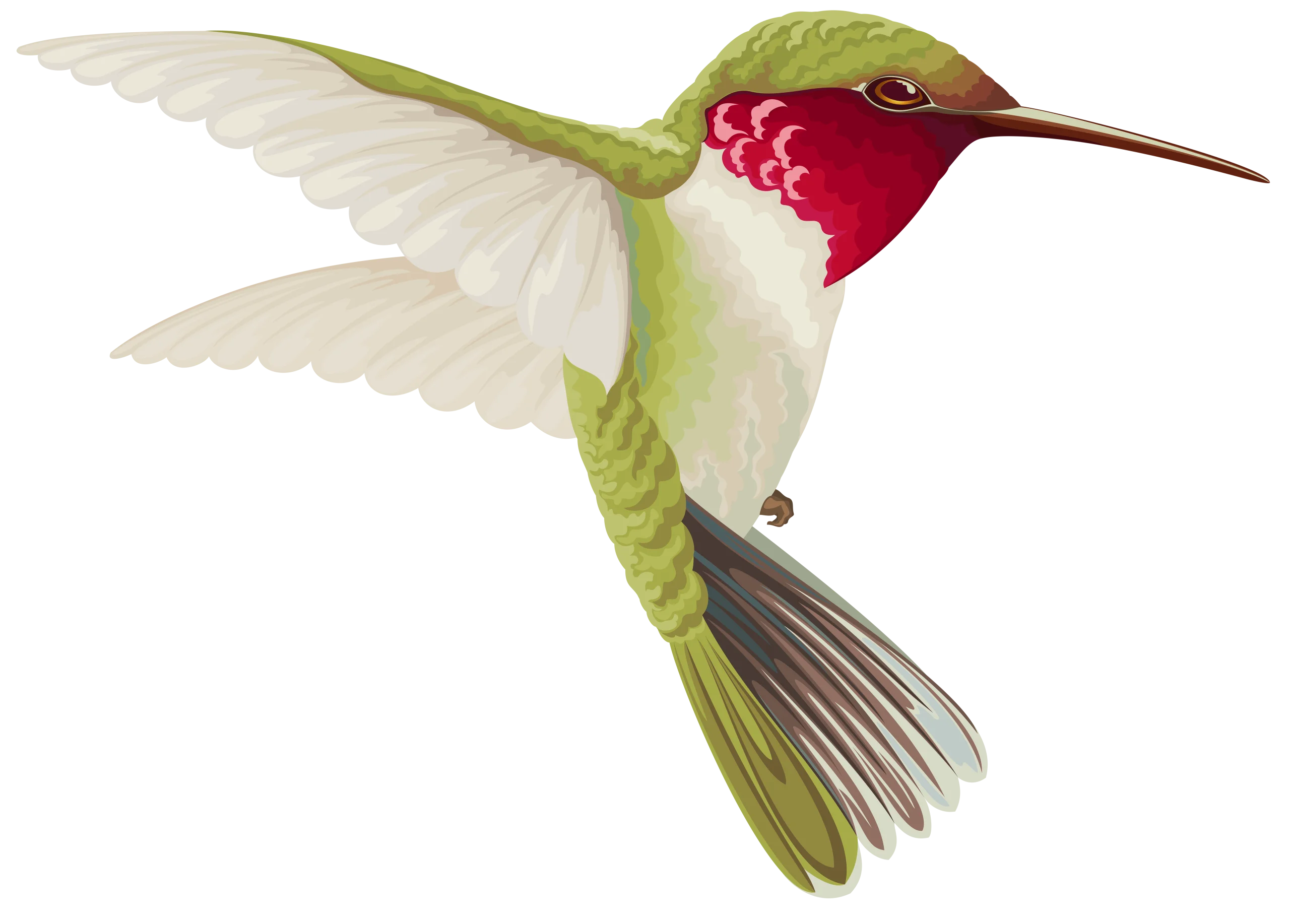 Elegant Ruby-Throated Hummingbird Clipart with Delicate Wing Details