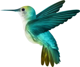 Elegant Teal and Green Hummingbird Clipart with Graceful Wing Spread