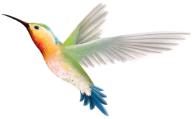 Elegant Watercolor Hummingbird Clipart with Iridescent Feather Palette