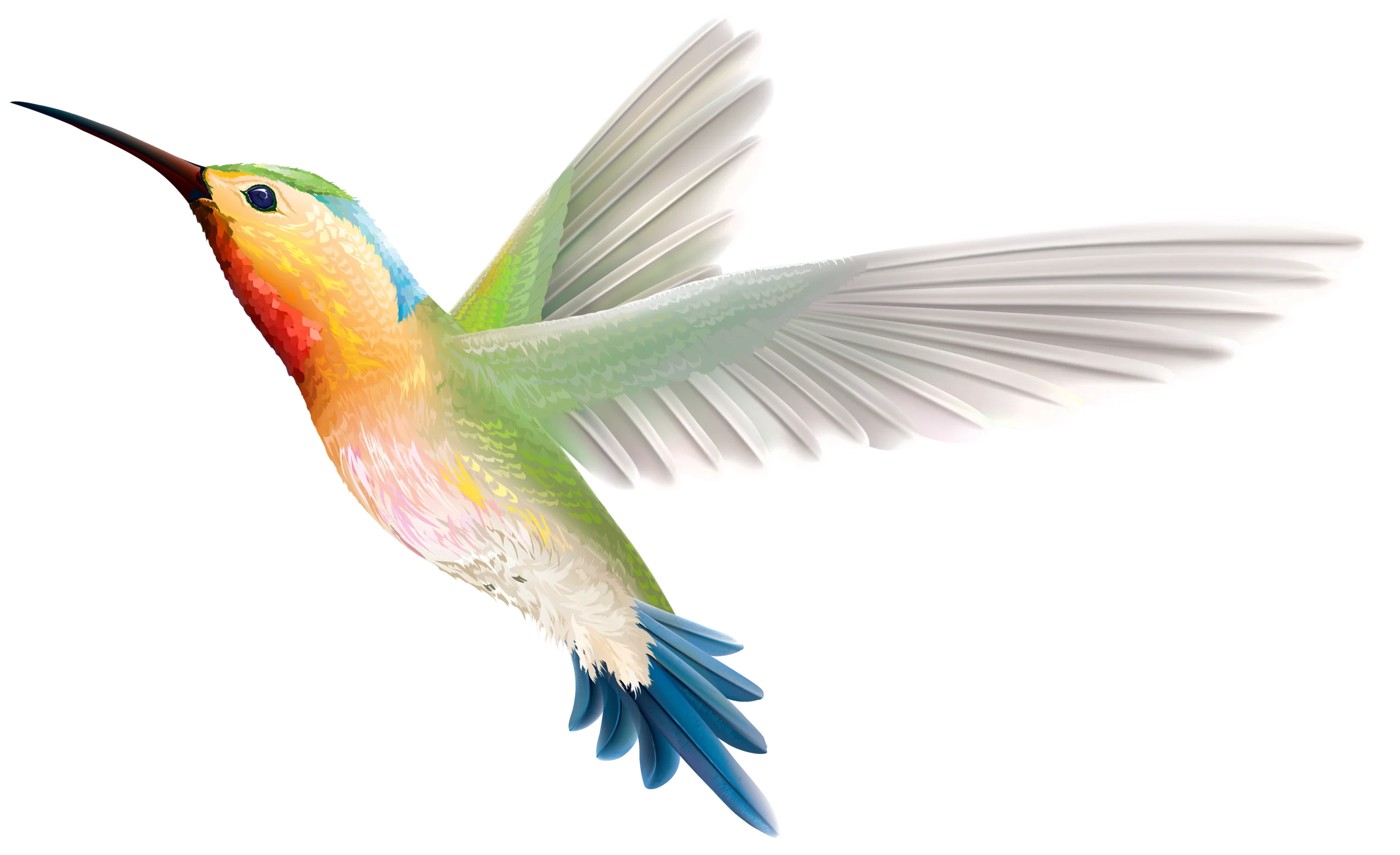 Elegant Watercolor Hummingbird Clipart with Iridescent Feather Palette