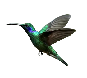 Emerald-Throated Hummingbird Clipart with Iridescent Wing Feathers in Flight