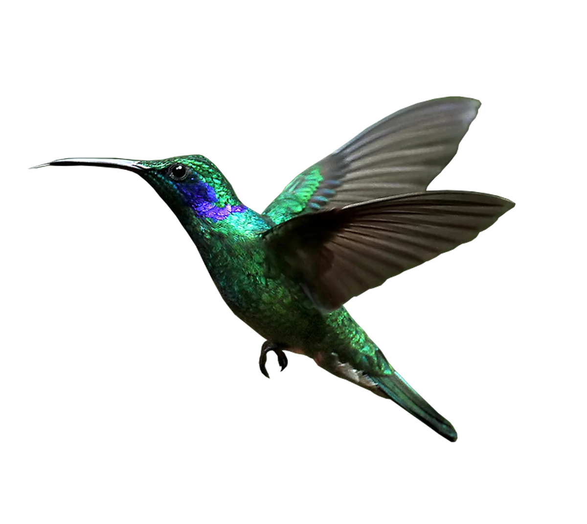 Emerald-Throated Hummingbird Clipart with Iridescent Wing Feathers in Flight