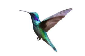 Graceful Green and Blue Hummingbird Clipart Illustration with Detailed Wing Motion