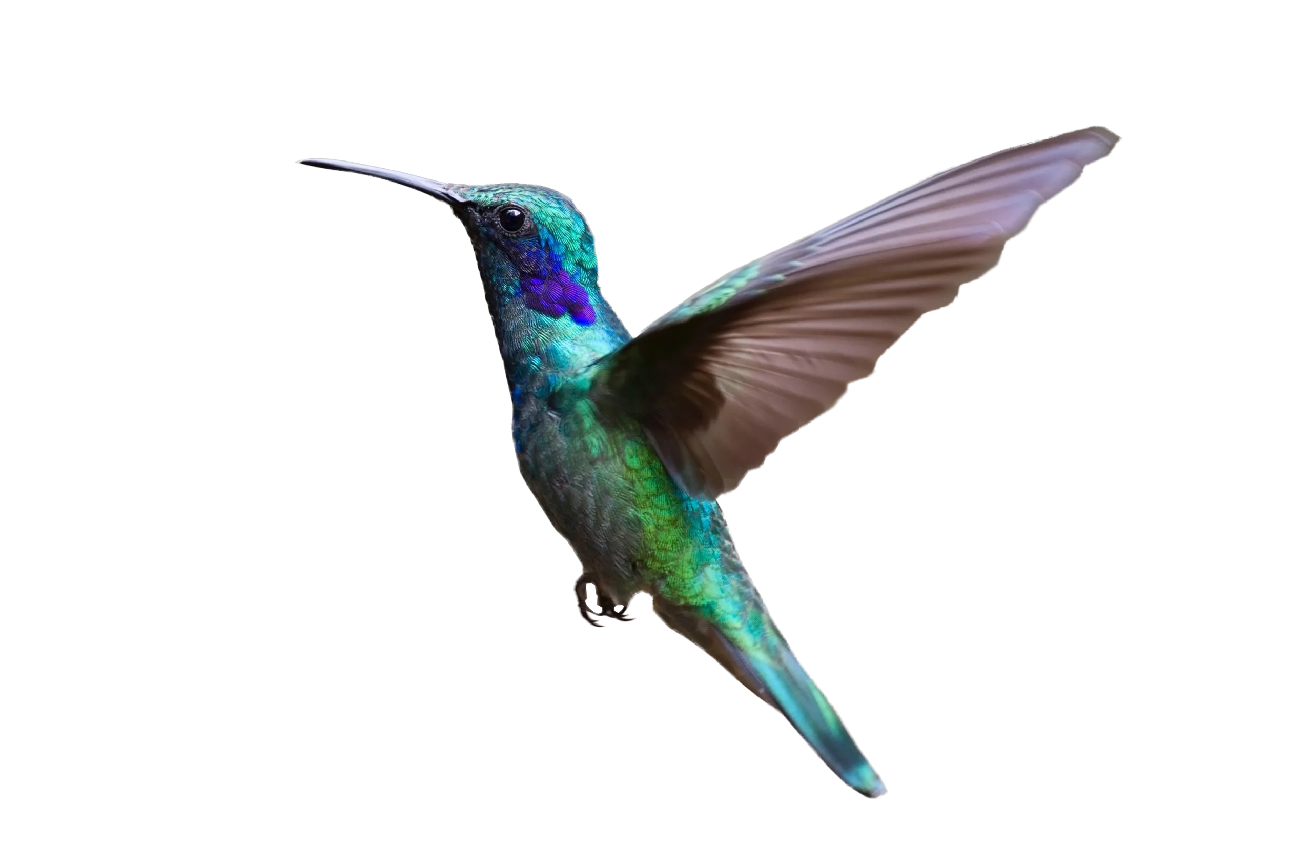 Graceful Green and Blue Hummingbird Clipart Illustration with Detailed Wing Motion