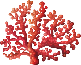 Intricate Red Coral Branch Botanical Marine Organism Clipart Illustration