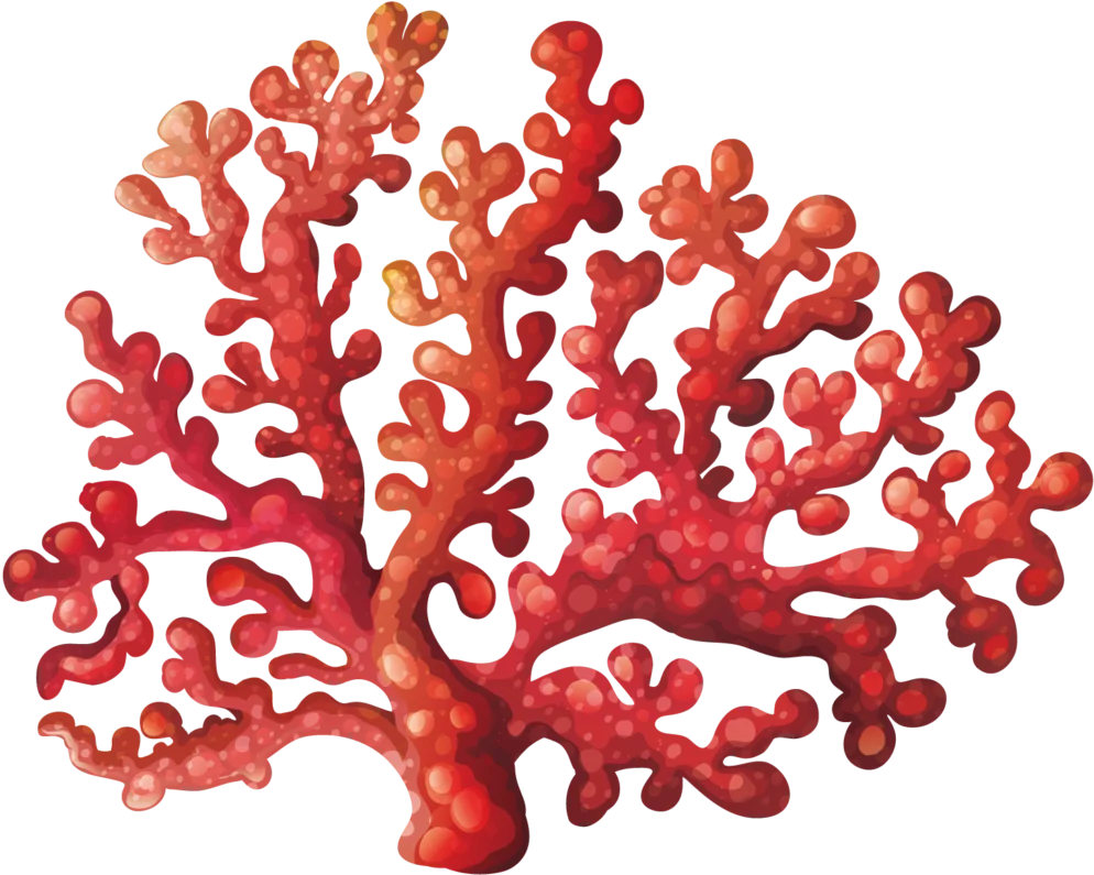 Intricate Red Coral Branch Botanical Marine Organism Clipart Illustration