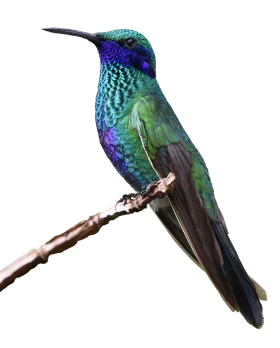 Iridescent Blue-Green Hummingbird Perched on Branch Clipart Illustration
