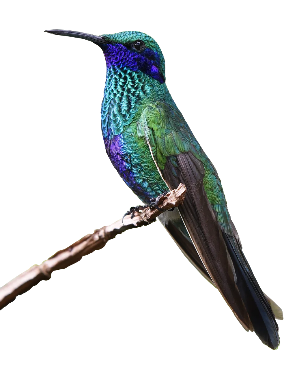 Iridescent Blue-Green Hummingbird Perched on Branch Clipart Illustration