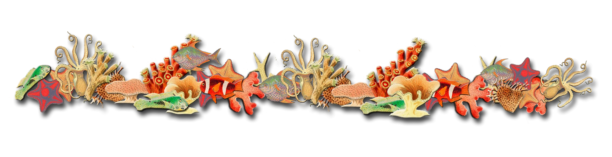 Elegant Marine Ecosystem Coral Reef Decorative Clipart Illustration