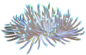 Ethereal Sea Anemone Clipart: Delicate Marine Life Illustration with Soft Pastel Hues