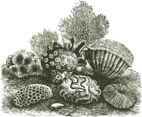 Intricate Black and White Vintage Coral Reef Clipart Illustration